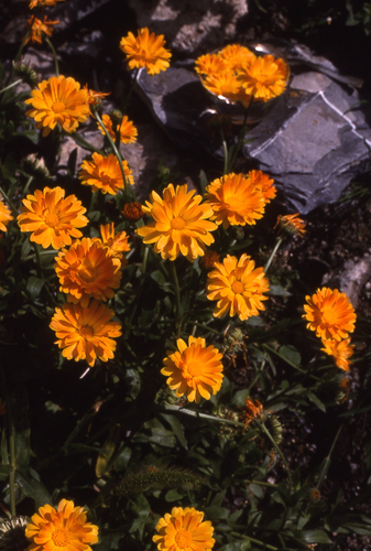 ODINELIXIR Essence florale de calendula