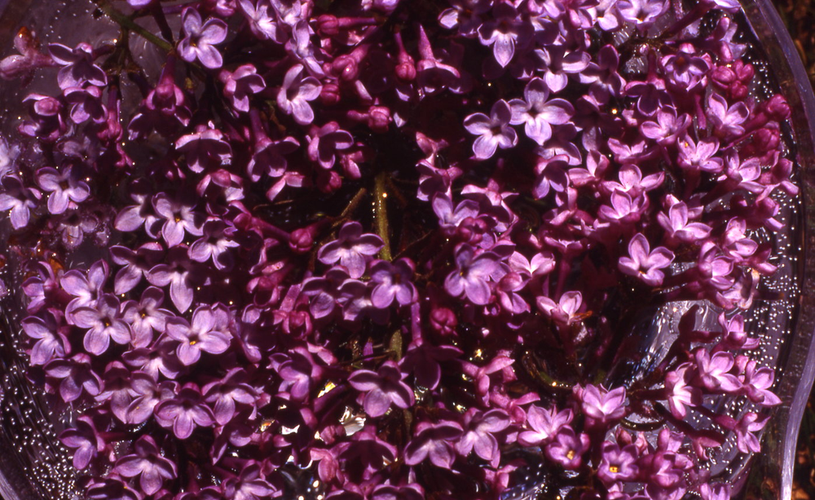 ODINELIXIR Essence florale de lilas