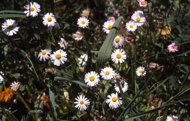 ODINELIXIR Essence florale de marguerite