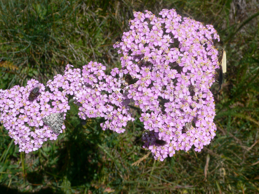 Schafgabe Rosa Blütenessenz