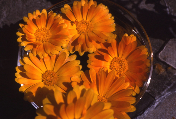 Calendula Blütenessenz