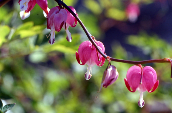 ODINELIXIR Essence florale de Coeur_de_Marie