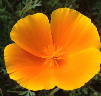 ODINELIXIR Essence florale de coquelicot de californie_Eschscholzia californica