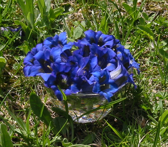 Koch'scher Gentian