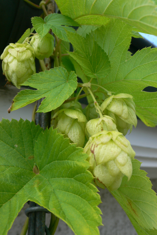 Hopfen