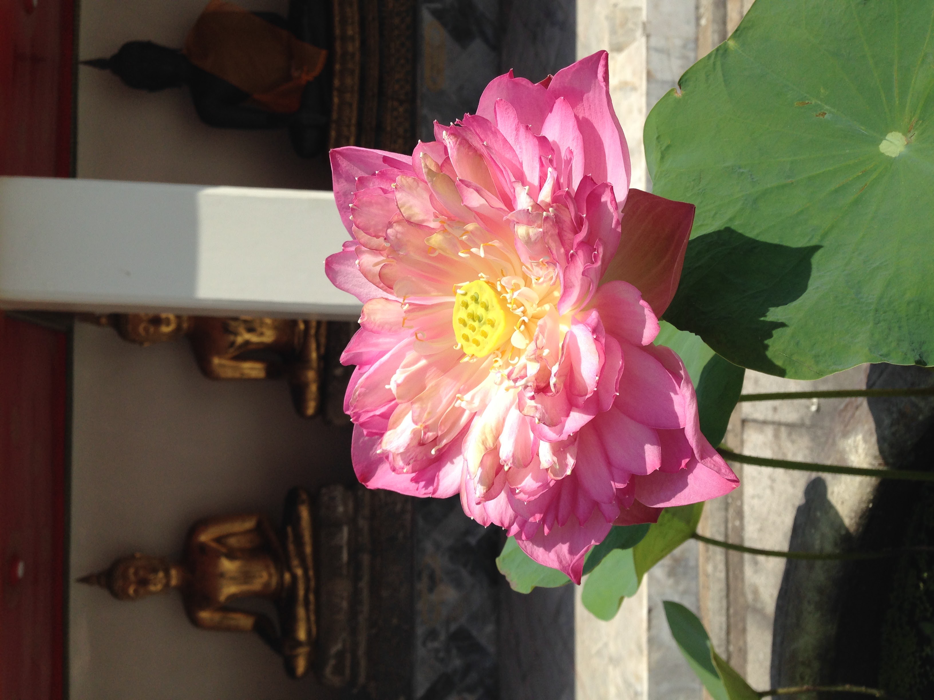 Lotus
