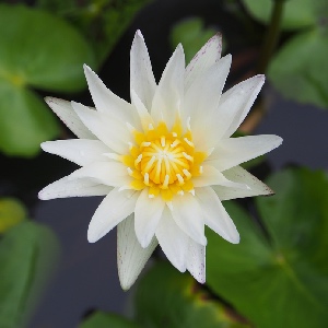 Essence florale de Lotus