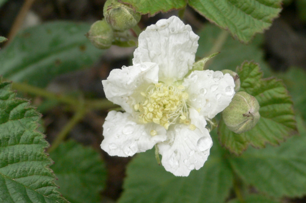 Brombeere Blütenessenz 