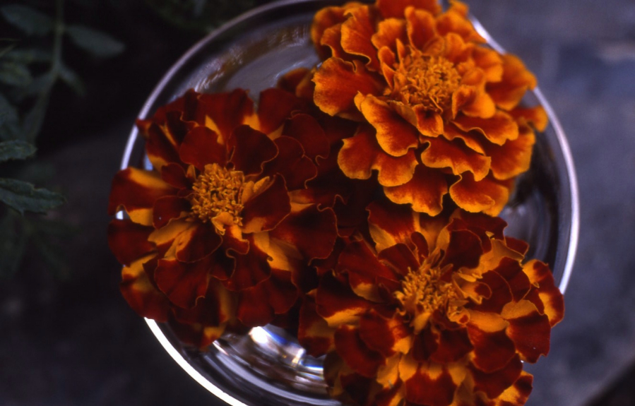 Tagetes Blütenessenz