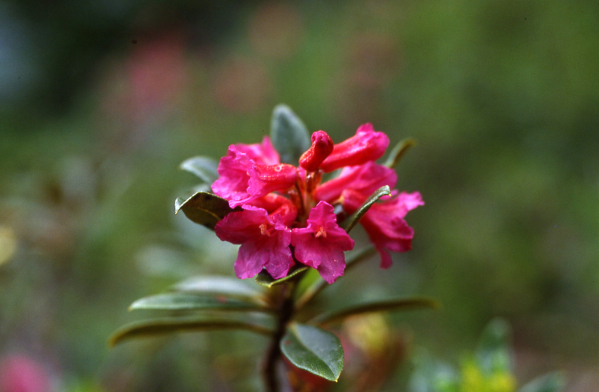 Alpenrose Rostblättrige