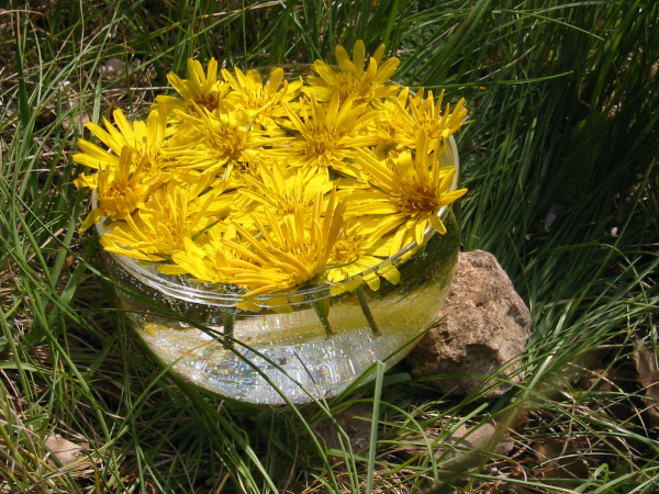 Östlicher Wiesen-Bocksbart