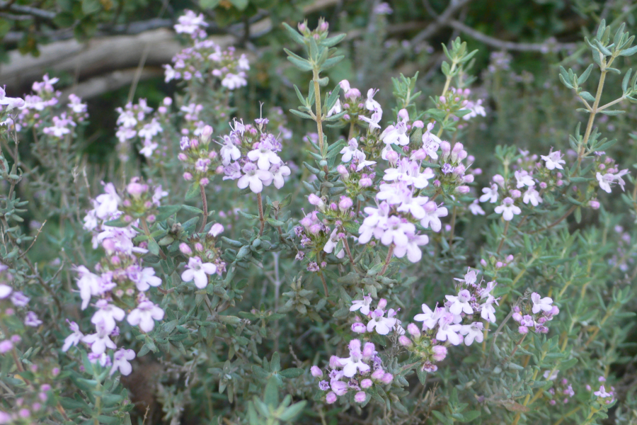 Thymian Blütenessenz