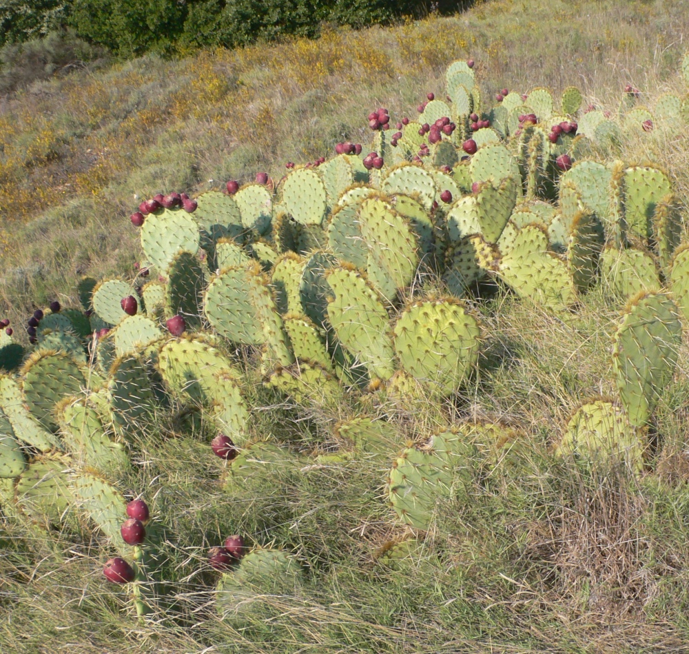 opuntia