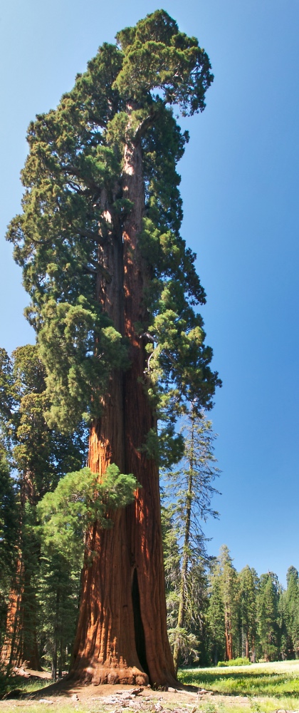 sequoia