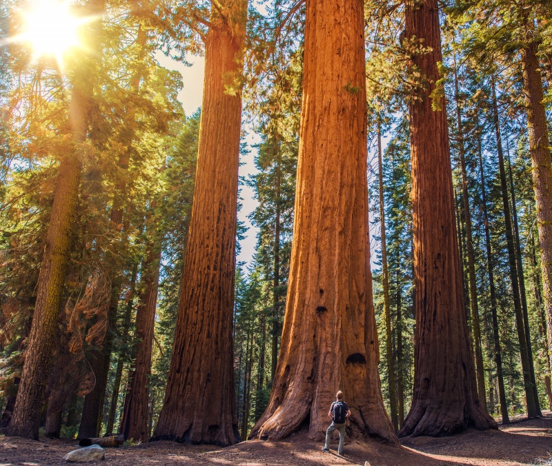 sequoia odinelixir