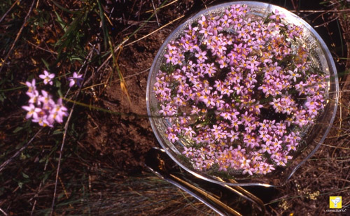 Fleurs de Bach suisses ODINELIXIR Nr 4 Centaury