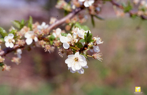 Bachblüte Nr. 6 Cherry Plum