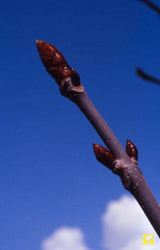 Bachblüte Nr. 07 Chestnut Bud