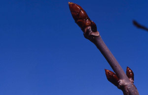 Bachblüte Nr. 7 Chestnut Bud