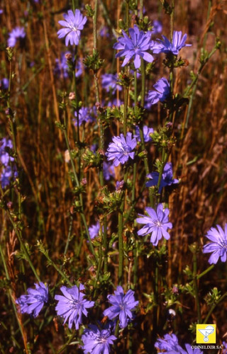 Fleurs de Bach suisses ODINELIXIR Nr 8 Chicory