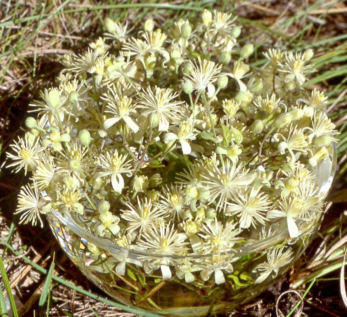 Bachblüte Nr. 9 Clematis