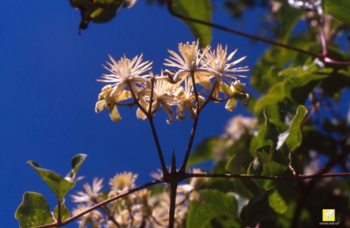 Bachblüte Nr. 9 Clematis