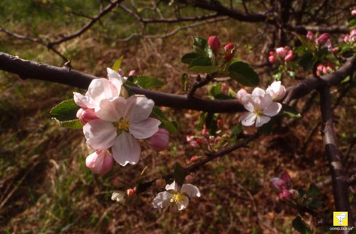 Fleurs de Bach suisses ODINELIXIR Nr 10 Crab Apple