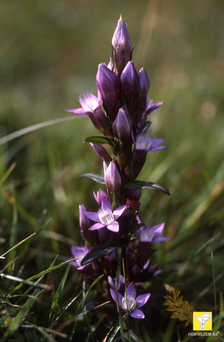 Bachblüte Nr. 12 Gentian