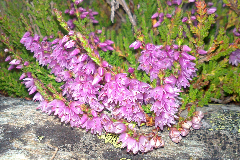 Bachblüte Nr. 14 Heather