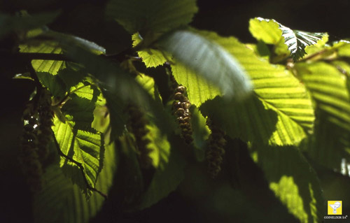 Fleurs de Bach suisses ODINELIXIR Nr 17 Hornbeam