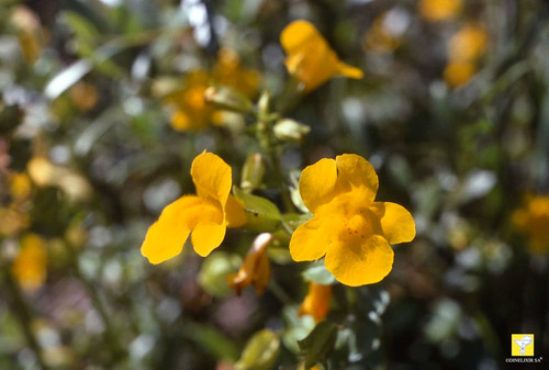 Bachblüte Nr. 20 Mimulus