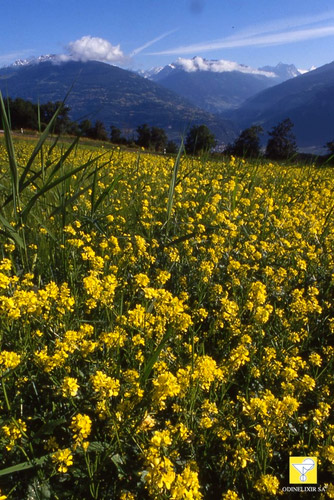 Fleurs de Bach suisses ODINELIXIR Nr 21 Mustard