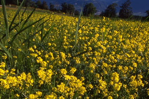 Bachblüte Nr. 21 Mustard