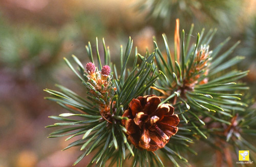 Bachblüte Nr. 24 Pine