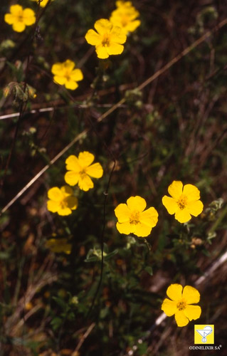 Fleurs de Bach suisses Nr 26 Rock rose