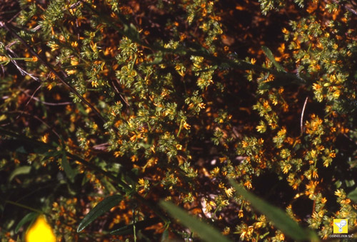 Fleurs de Bach suisses Nr 28 Scleranthus