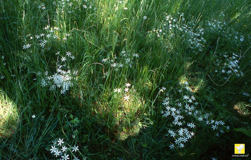 Bachblüte Nr. 29 Star of Bethlehem