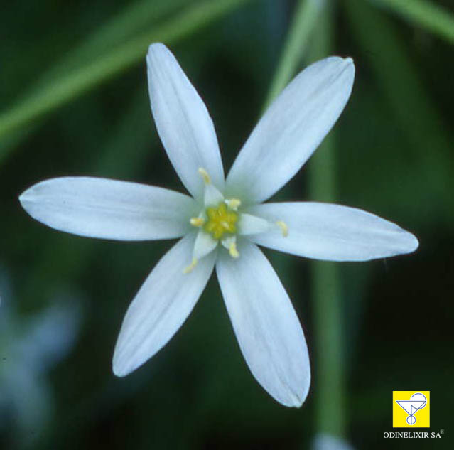 Bachblüte Nr. 29 Star of Bethlehem