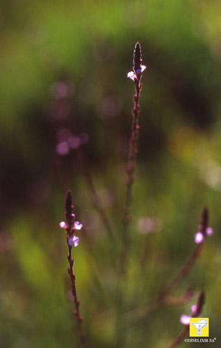 Fleurs de Bach suisses Nr 31 Vervain