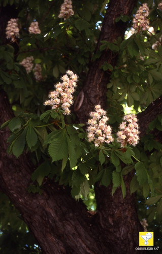 Bachblüte Nr. 35 White Chestnut