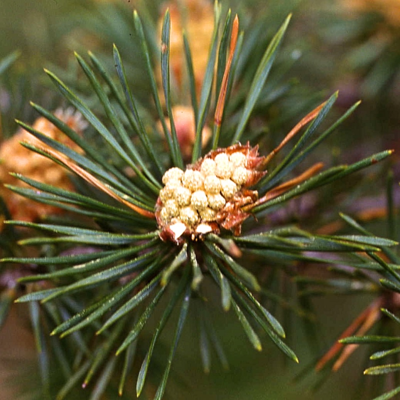 Bachblüte Nr. 24 Pine