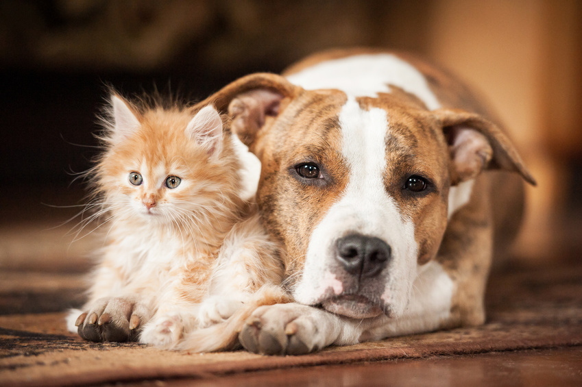 ANIMAUX odinelixir