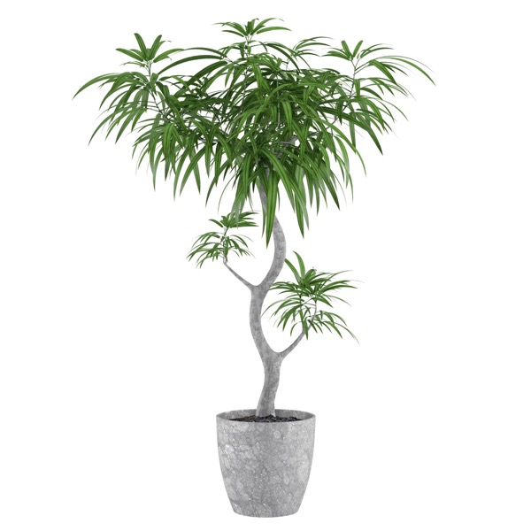 vegetal interieur odinelixir
