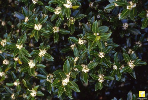 fleur de Bach 15